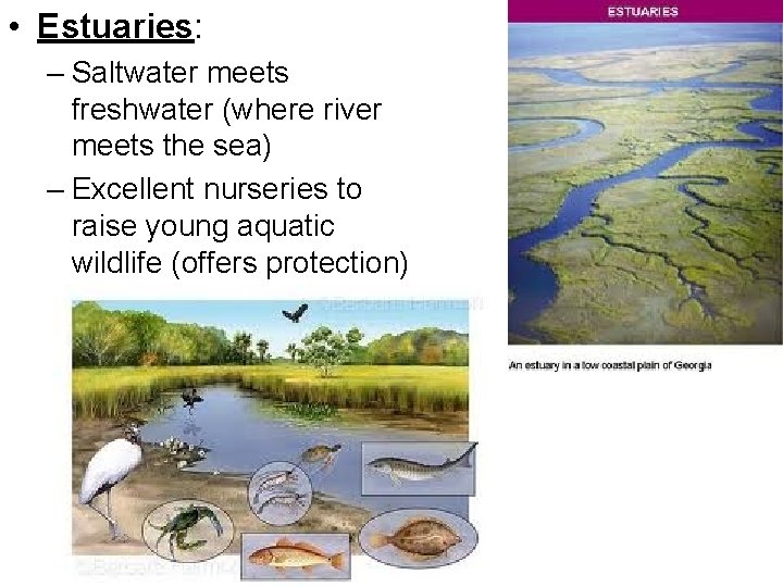  • Estuaries: – Saltwater meets freshwater (where river meets the sea) – Excellent