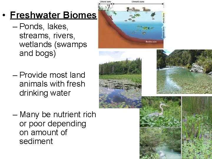  • Freshwater Biomes – Ponds, lakes, streams, rivers, wetlands (swamps and bogs) –