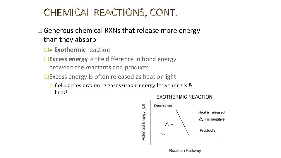 � Generous chemical RXNs that release more energy than they absorb �= Exothermic reaction