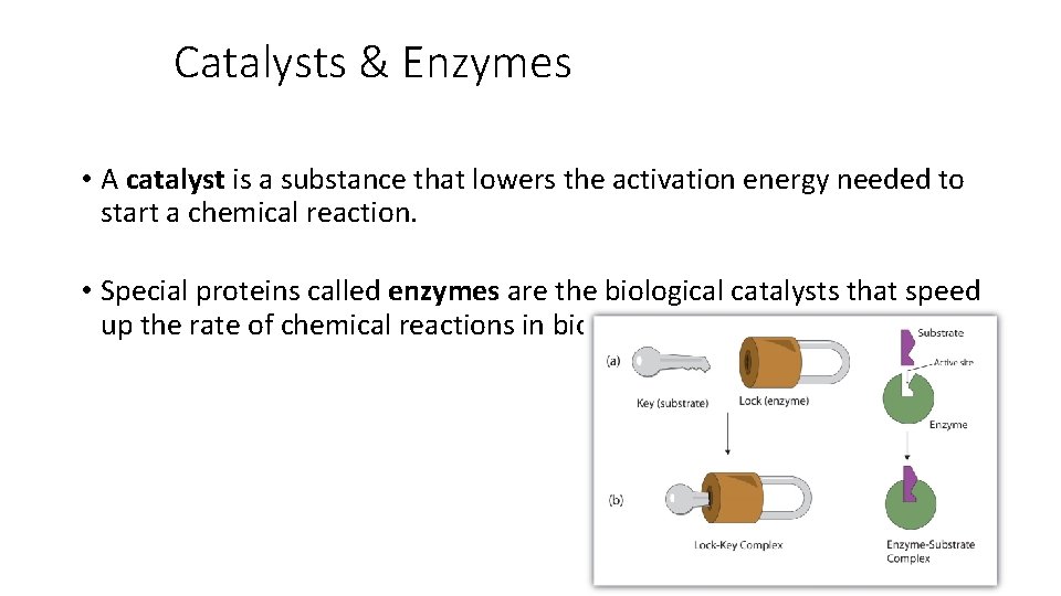 Catalysts & Enzymes • A catalyst is a substance that lowers the activation energy