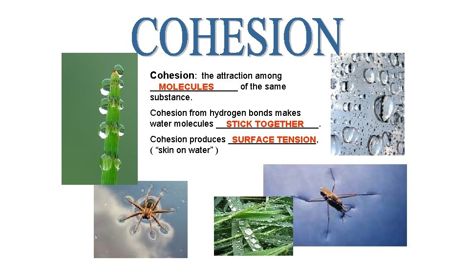 Cohesion: the attraction among _________ of the same MOLECULES substance. Cohesion from hydrogen bonds