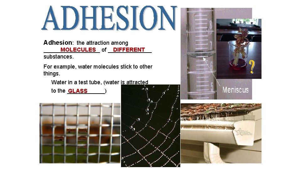Adhesion: the attraction among _________ MOLECULES of _______ DIFFERENT substances. For example, water molecules