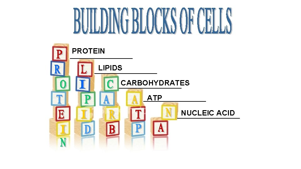 PROTEIN __________ LIPIDS __________ CARBOHYDRATES __________ ATP __________ NUCLEIC ACID __________ 