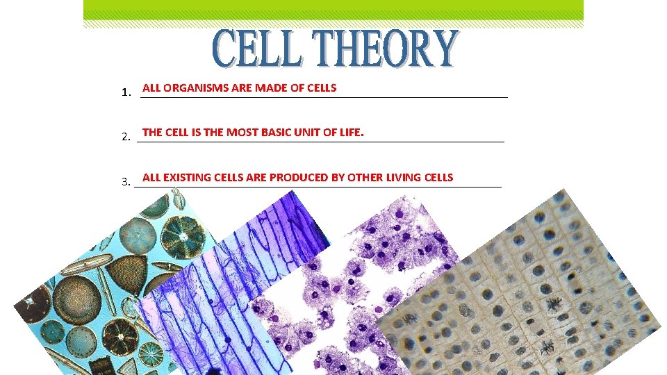 ALL ORGANISMS ARE MADE OF CELLS 1. ______________________________ THE CELL IS THE MOST BASIC