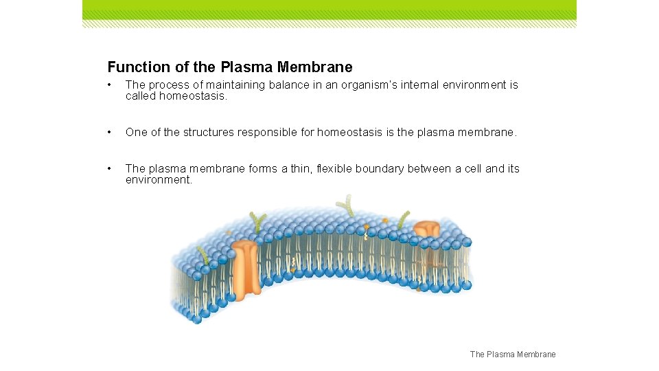 Function of the Plasma Membrane • The process of maintaining balance in an organism’s