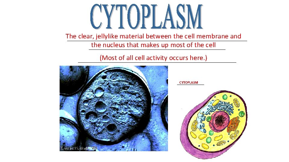 The clear, jellylike material between the cell membrane and _________________________ the nucleus that makes