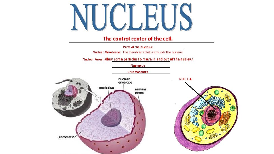 The control center of the cell. __________________________ Parts of the Nucleus: _________________________ Nuclear Membrane: