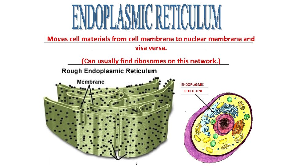 _____________________________ Moves cell materials from cell membrane to nuclear membrane and ________________ visa versa.