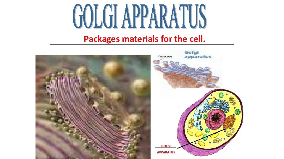 Packages materials for the cell. ____________________ GOLGI _______ APPARATUS 