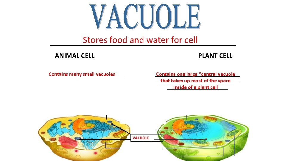 Stores food and water for cell ____________________ ANIMAL CELL PLANT CELL ________________ Contains one