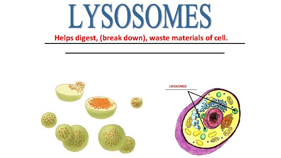 Helps digest, (break down), waste materials of cell. _________________________ LYSOSOMES ______ 