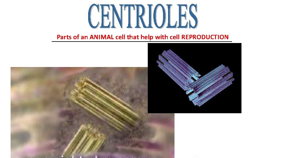 Parts of an ANIMAL cell that help with cell REPRODUCTION ______________________ 