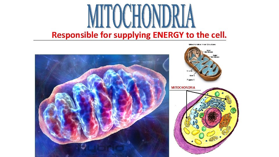 Responsible for supplying ENERGY to the cell. _____________________________________ MITOCHONDRIA ______ 