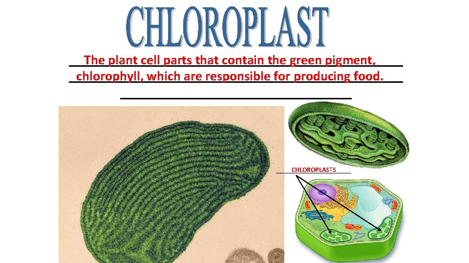 _________________________ The plant cell parts that contain the green pigment, _________________________ chlorophyll, which are