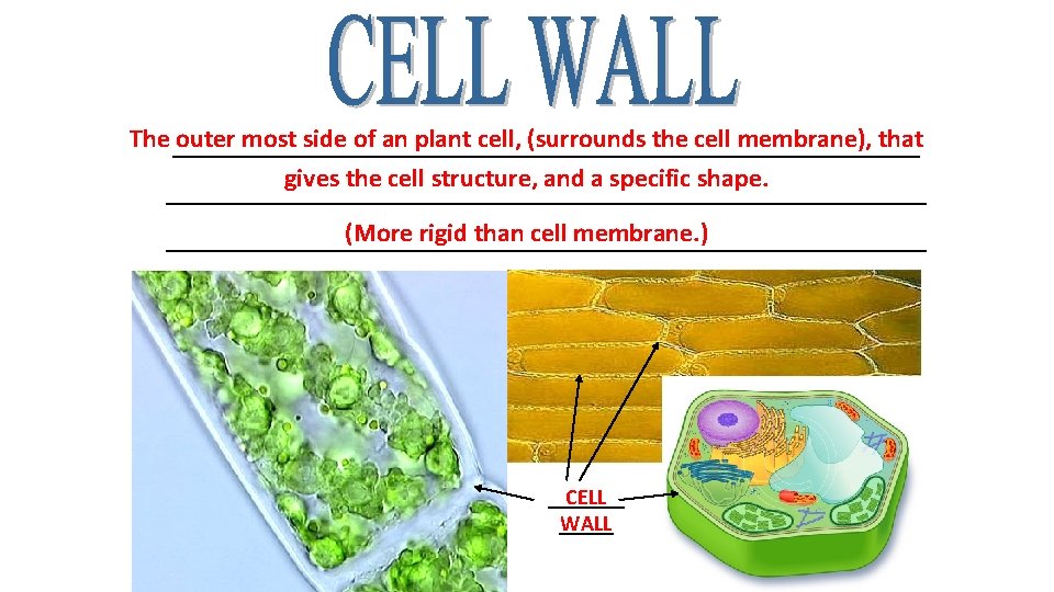 The _____________________________ outer most side of an plant cell, (surrounds the cell membrane), that