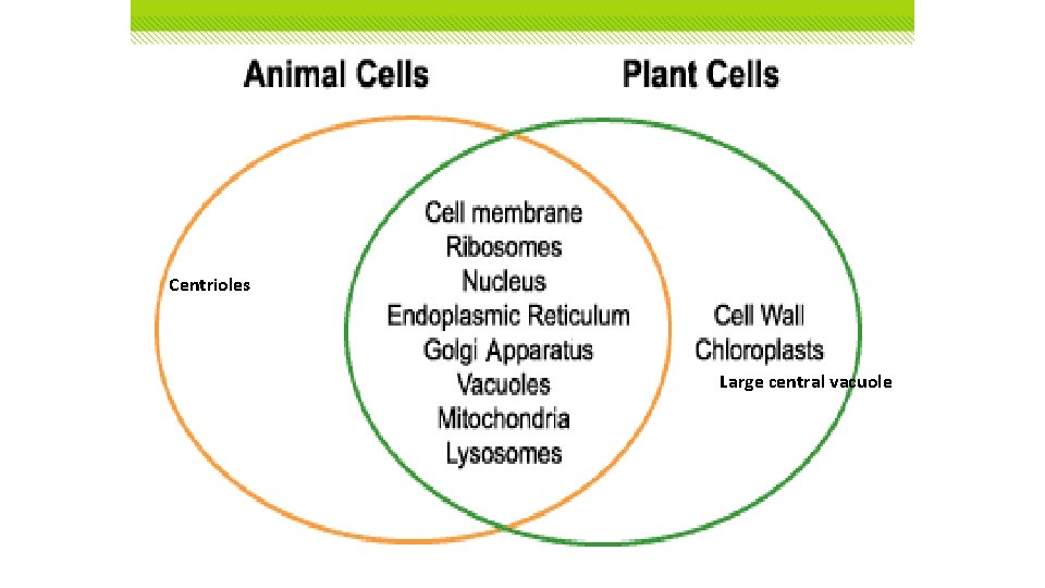 Centrioles Large central vacuole 