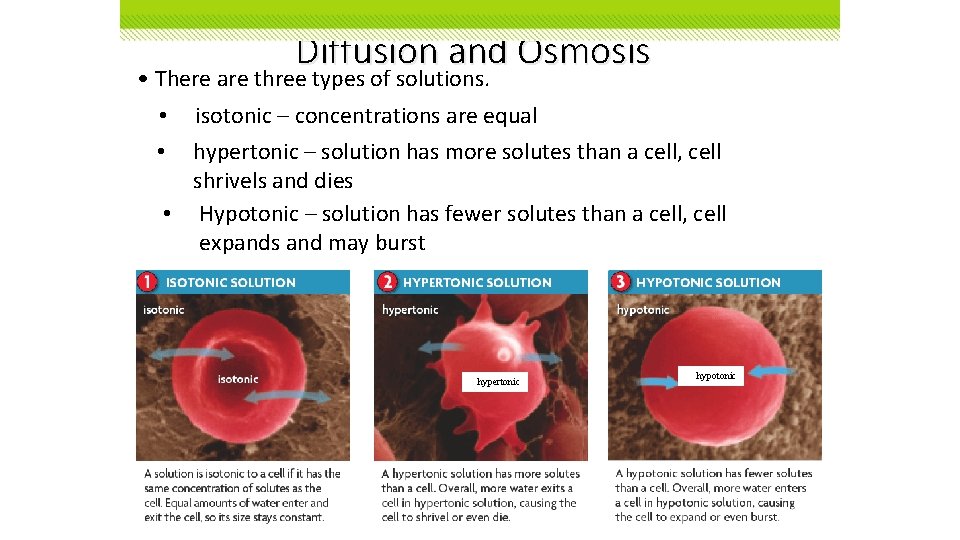 Diffusion and Osmosis • There are three types of solutions. • • isotonic –