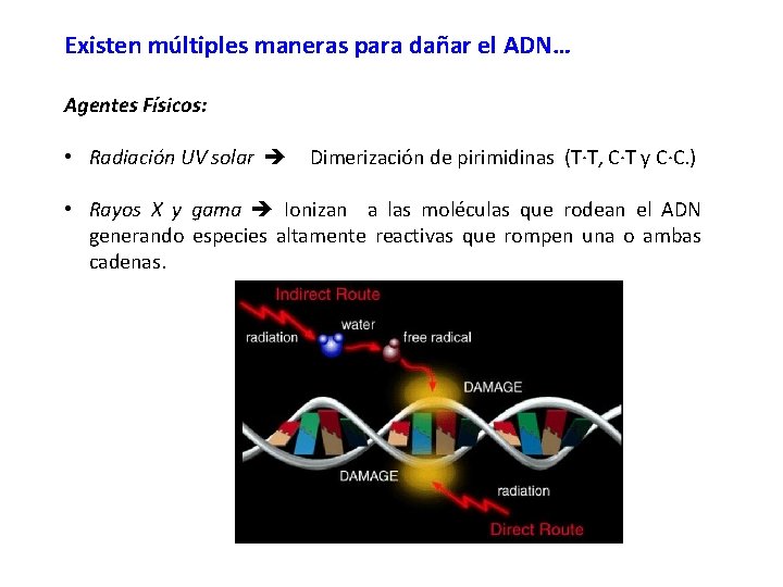 Existen múltiples maneras para dañar el ADN… Agentes Físicos: • Radiación UV solar Dimerización