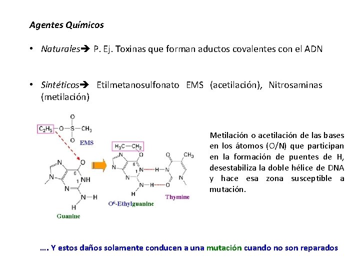 Agentes Químicos • Naturales P. Ej. Toxinas que forman aductos covalentes con el ADN