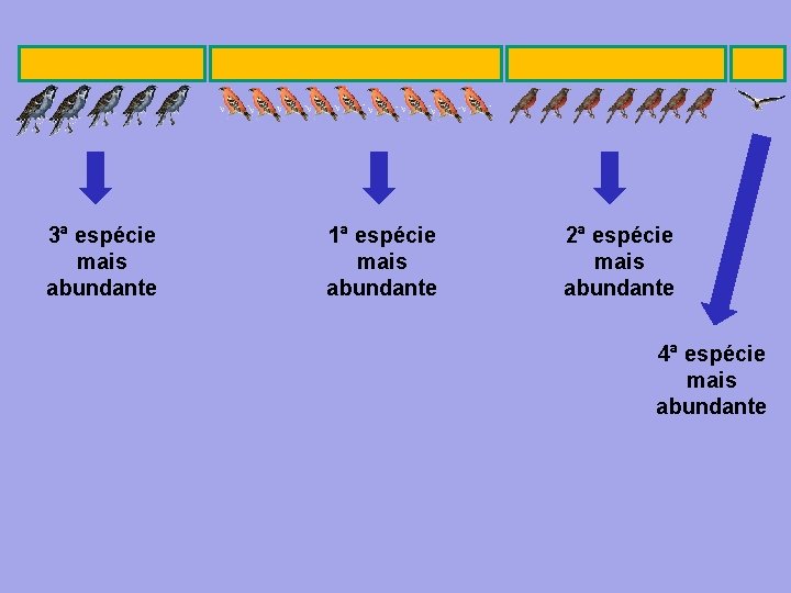3ª espécie mais abundante 1ª espécie mais abundante 2ª espécie mais abundante 4ª espécie 3ª espécie mais abundante 1ª espécie mais abundante 2ª espécie mais abundante 4ª espécie
