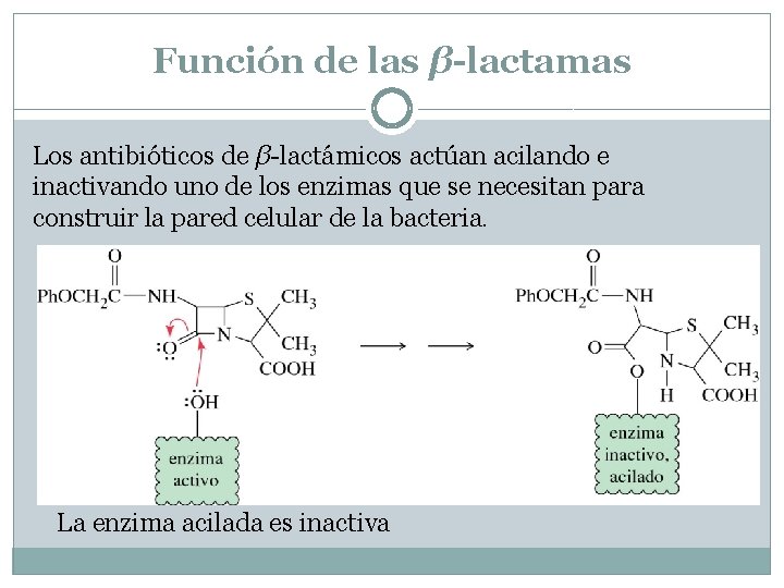 Función de las β-lactamas Los antibióticos de β-lactámicos actúan acilando e inactivando uno de