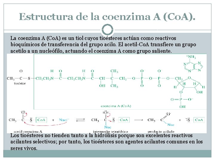 Estructura de la coenzima A (Co. A). La coenzima A (Co. A) es un