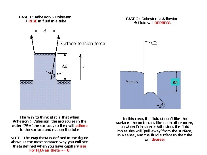 CASE 1: Adhesion > Cohesion RISE in fluid in a tube CASE 2: Cohesion