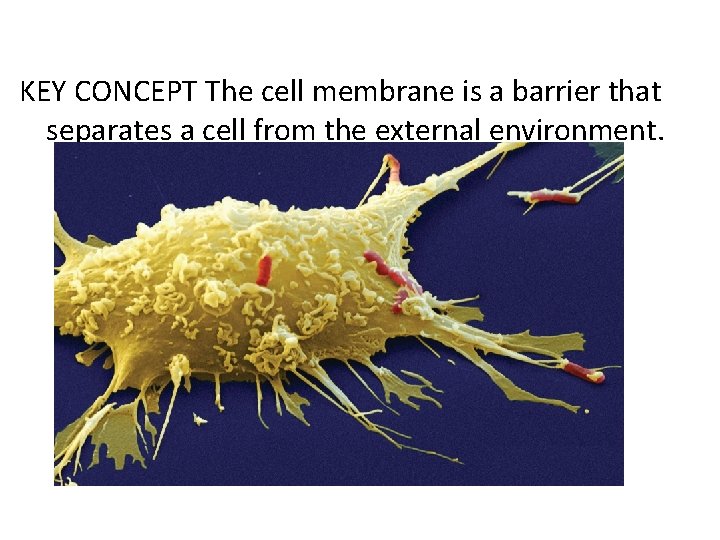 KEY CONCEPT The cell membrane is a barrier that separates a cell from the