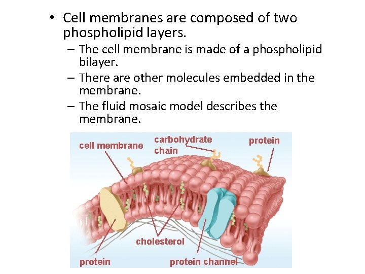  • Cell membranes are composed of two phospholipid layers. – The cell membrane