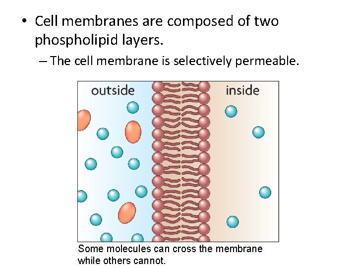  • Cell membranes are composed of two phospholipid layers. – The cell membrane
