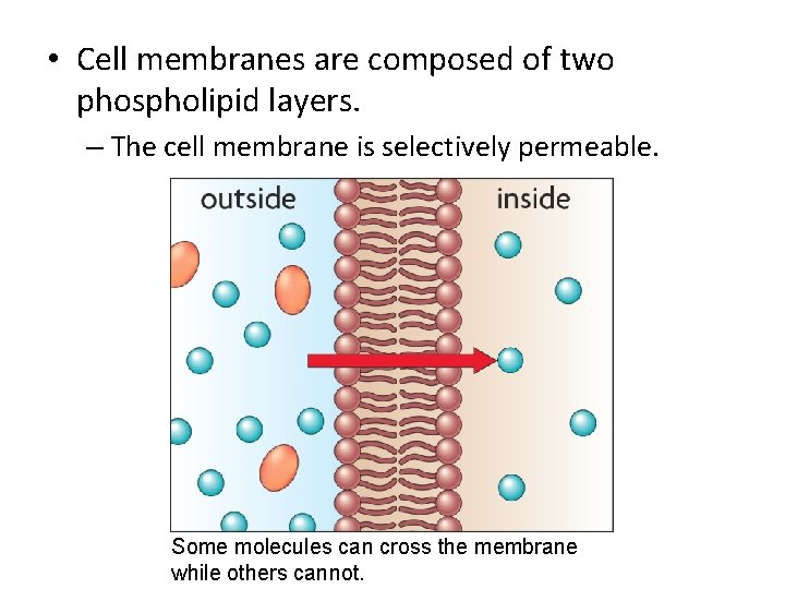  • Cell membranes are composed of two phospholipid layers. – The cell membrane