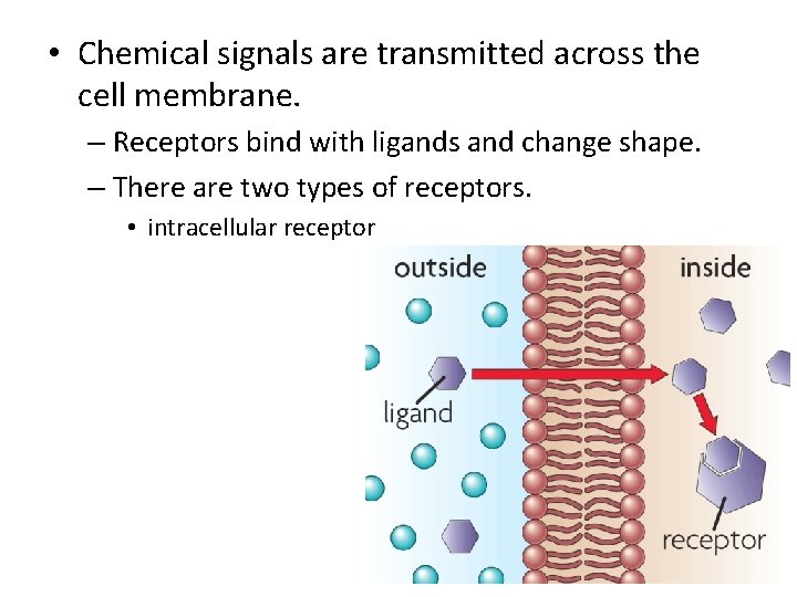  • Chemical signals are transmitted across the cell membrane. – Receptors bind with