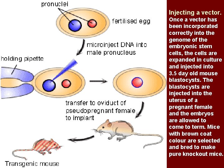 Injecting a vector. Once a vector has been incorporated correctly into the genome of