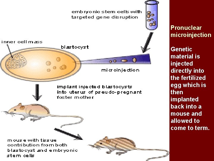 Pronuclear microinjection Genetic material is injected directly into the fertilized egg which is then