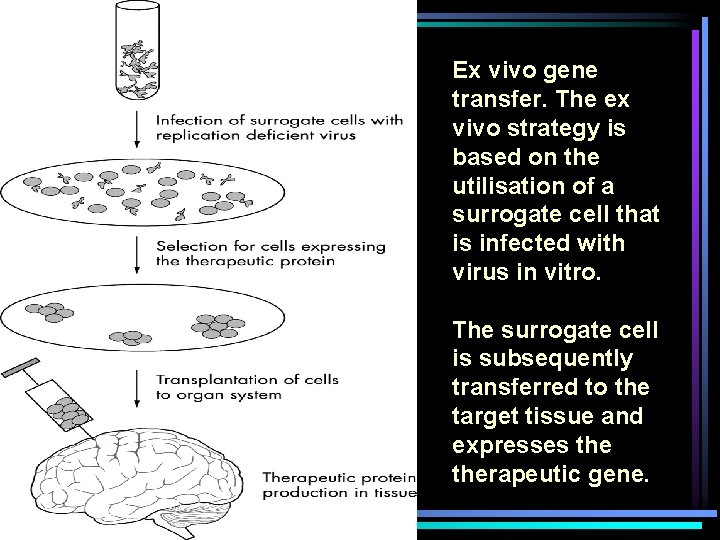 Ex vivo gene transfer. The ex vivo strategy is based on the utilisation of