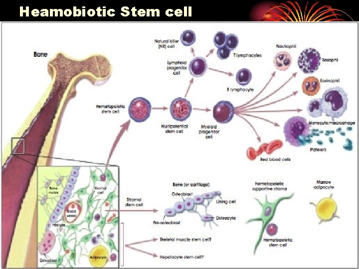 Heamobiotic Stem cell 