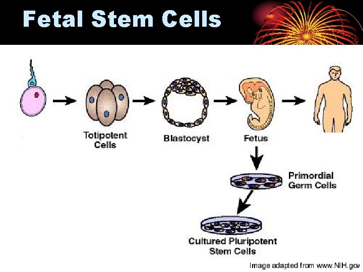 Fetal Stem Cells 