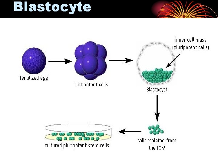 Blastocyte 