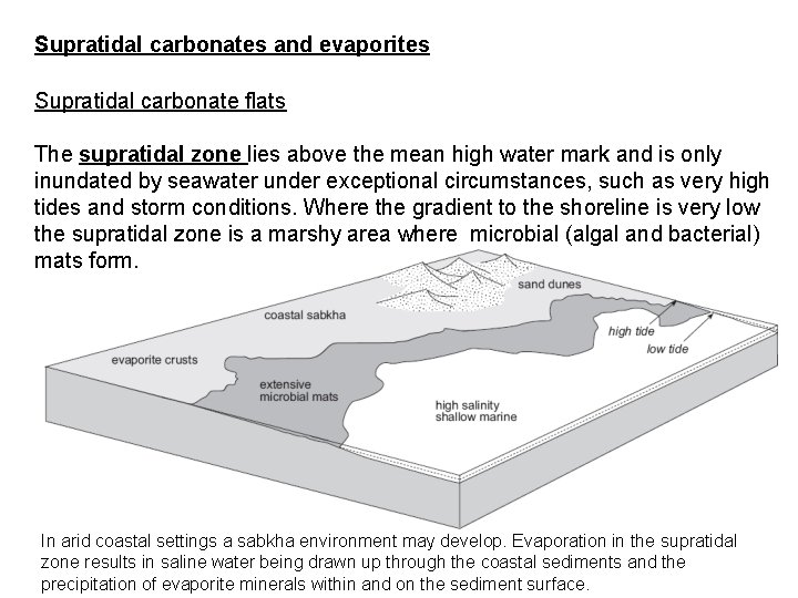 Supratidal carbonates and evaporites Supratidal carbonate flats The supratidal zone lies above the mean