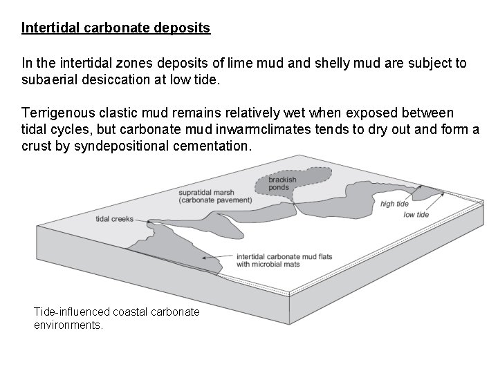 Intertidal carbonate deposits In the intertidal zones deposits of lime mud and shelly mud