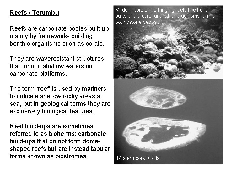 Reefs / Terumbu Modern corals in a fringing reef. The hard parts of the