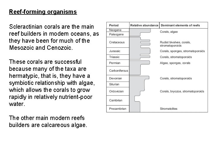 Reef-forming organisms Scleractinian corals are the main reef builders in modern oceans, as they