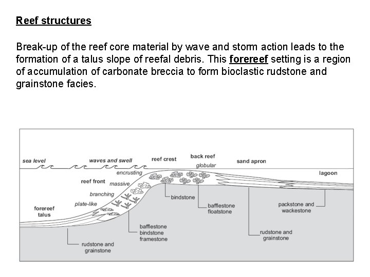 Reef structures Break-up of the reef core material by wave and storm action leads