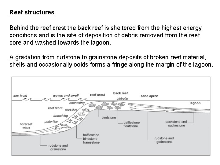 Reef structures Behind the reef crest the back reef is sheltered from the highest