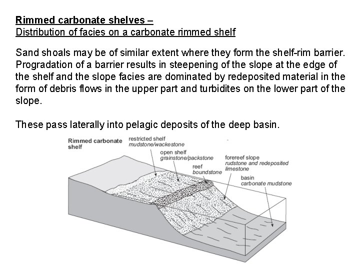 Rimmed carbonate shelves – Distribution of facies on a carbonate rimmed shelf Sand shoals