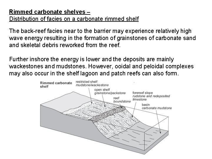 Rimmed carbonate shelves – Distribution of facies on a carbonate rimmed shelf The back-reef