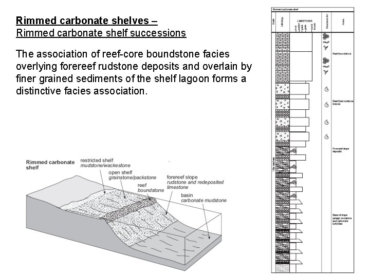 Rimmed carbonate shelves – Rimmed carbonate shelf successions The association of reef-core boundstone facies