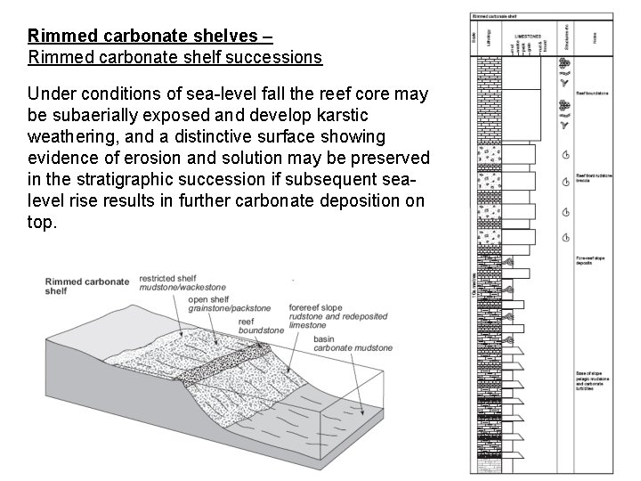 Rimmed carbonate shelves – Rimmed carbonate shelf successions Under conditions of sea-level fall the