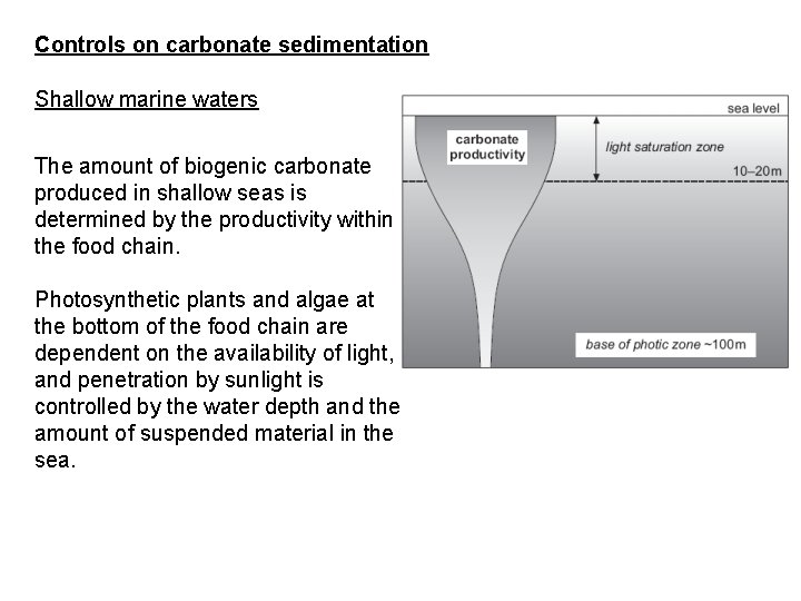 Controls on carbonate sedimentation Shallow marine waters The amount of biogenic carbonate produced in