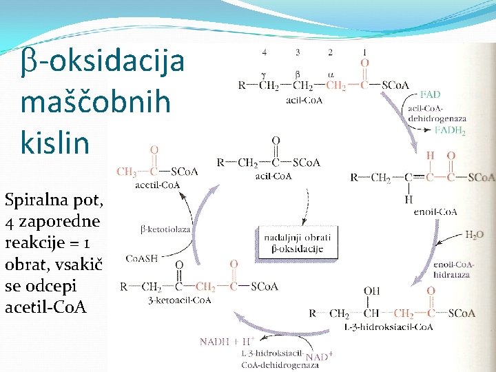  -oksidacija maščobnih kislin Spiralna pot, 4 zaporedne reakcije = 1 obrat, vsakič se